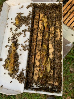 Nucleus 5 frame Hive (Nuc)